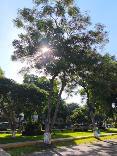 The image depicts a sunny day in a park in Víctor Larco Herrera, Peru. The sky is clear blue. Trees with green leaves occupy much of the frame, with sunlight filtering through their branches. The tree trunks are painted white at the base. Grass covers the ground. A sidewalk runs through the foreground. In the background, benches and a small bus can be seen.