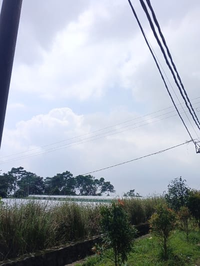 The image depicts an outdoor agricultural landscape under an overcast sky in Uato Carabar, Timor-Leste. The upper portion of the frame is dominated by a light grey sky featuring large, soft white cumulus clouds. A dark utility pole runs vertically along the left edge, partially out of frame. From the upper right, multiple dark utility lines extend diagonally downwards, with additional thinner, dotted lines traversing horizontally across the mid-ground.
The lower half of the image showcases varied vegetation. A narrow, dark ditch or channel is visible in the lower foreground, separating two distinct areas of greenery. To the right of this channel, several small, bushy plants with green foliage and occasional reddish-orange highlights are present. To the left, a dense field of tall green grasses or reeds extends into the mid-ground. Beyond these grasses, a large expanse of what appears to be agricultural land is covered by numerous white sheets or structures, consistent with greenhouses or crop covers. In the background, a dense treeline of dark green trees with rounded canopies forms the horizon. No people, discernible actions, or interactions are visible.