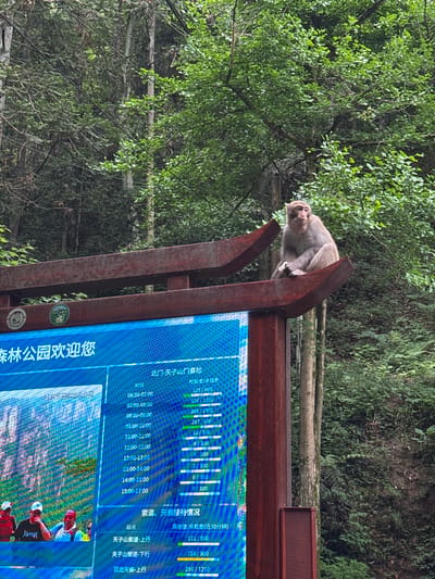 A full shot depicts a monkey resting atop a sign in Zhangjiajie National Forest Park, located in Zhonghu, China. The sign provides information, including opening times and visitor numbers for the North Gate to Tianzi Mountain. Trees are visible in the background.
