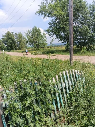 A person, wearing a blue and white striped shirt and shorts, is riding a bicycle on a dirt road in a rural setting. The person is carrying a red bag. In the foreground, there is a dilapidated wooden fence overgrown with green foliage. Behind the fence, there is a dirt road leading into the distance, with trees and vegetation on either side. A wooden utility pole stands to the right of the road. In the background, there are more trees and a distant landscape under a partly cloudy sky. The scene appears to be in the city of Kamenno-Angarsk, Russia, likely during daytime in a warm season.