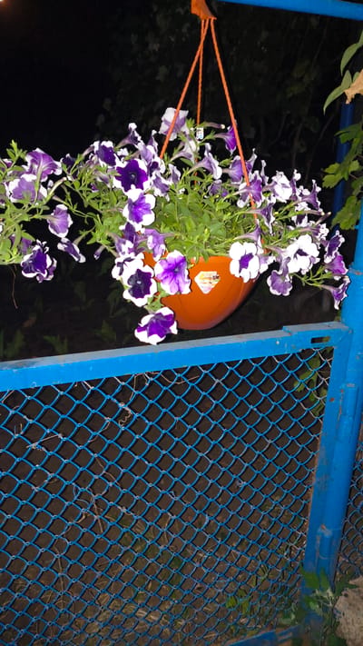 A hanging planter filled with purple and white petunias is suspended from an orange rope above a blue chain-link fence. The planter is made of orange plastic and has a label visible on its side. The background is dark and out of focus, with some foliage visible. The fence is supported by blue metal posts. The scene appears to be outdoors at night.