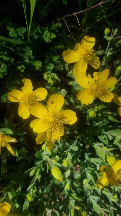 The image shows a cluster of bright yellow flowers with five petals, surrounded by green foliage. Small insects can be seen on some of the petals. The photograph appears to be taken outdoors in natural sunlight. There is no indication or evidence of this being located in the city of Dedovo, Bulgaria.