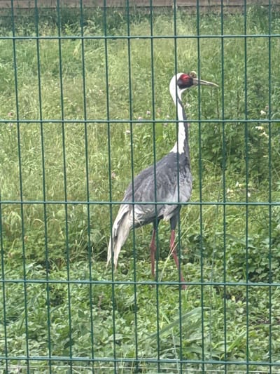 The image shows a white-naped crane standing in a grassy enclosure behind a green metal fence. The crane has a white neck, black markings on its face and neck, and a reddish eye. Its body is gray, and its legs are long and red. The enclosure is filled with tall green grass and some small pink and white flowers. The fence is made of vertical metal bars. The image is taken from a slightly low angle, looking through the fence at the crane. There is no indication of the specific location within the city of Zaliznychne, Ukraine.