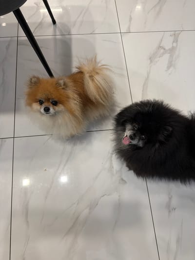 Two Pomeranian dogs are standing on a tiled floor. The dog on the left is tan and white, and the dog on the right is black. The floor is white with grey veining, mimicking marble. The dogs are facing the camera, and the black dog has its tongue hanging out. In the background, the legs of a dark chair or table are visible. The image does not provide any information about the location in the city of Tarusa, Russia, or any other specific location.
