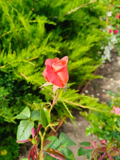 A single, partially opened coral-colored rose is in focus in the foreground, angled slightly to the right. The rose is on a stem with green leaves, some of which are showing reddish new growth. Behind the rose, a lush green hedge forms a blurred backdrop. To the right of the rose, the background transitions to a garden bed with out-of-focus pink flowers and brown soil. The overall lighting suggests a sunny day. The scene is not explicitly within Starosemeikino, Russia; it is a general garden setting.