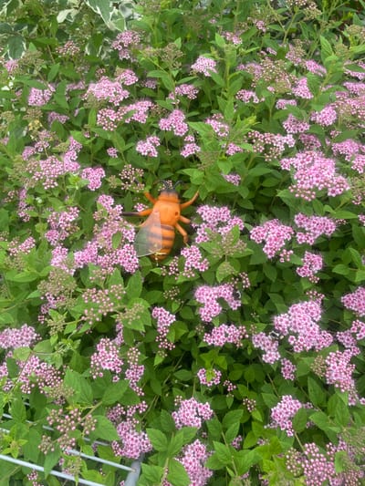 A toy bee, predominantly orange with black stripes, is positioned on a bush with numerous small pink flowers and green leaves. The toy bee has translucent wings and appears to be attached to a branch or stem of the bush. The bush is dense and fills the frame, with some areas of unbloomed flower buds. In the upper left corner, there are variegated green and white leaves from another plant. The scene is outdoors, likely in a garden or park setting, and the lighting suggests it is daytime. The location is identified as the city of Yasnoe, Russia.