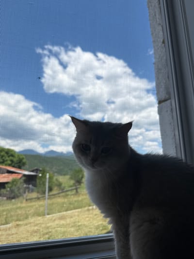 A domestic cat is perched on a windowsill, silhouetted against a blue sky filled with white clouds. The cat is light-colored with darker ear tips and appears to be looking directly at the camera with a calm expression. Through a window screen, a rural landscape is visible, featuring a house with a red roof, green fields, and distant mountains. A lone insect is captured in flight in the upper left portion of the image. The window frame is white, and the exterior wall has a rough, textured surface. The scene is set in Yurukovo, Bulgaria, suggesting a peaceful domestic setting overlooking the natural beauty of the region.