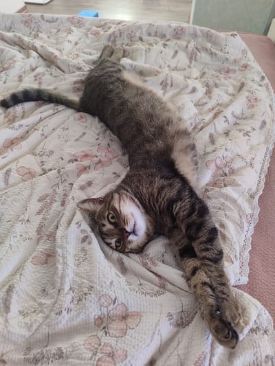 A tabby cat is stretching out on a bed with a floral-patterned comforter. The cat is lying on its back, with its body elongated and its front paws extended upwards and to the sides. Its head is turned to the side, and its eyes are open and looking directly at the camera. The cat's fur is a mix of brown, black, and white stripes. The comforter is white with a pattern of pink and brown flowers and leaves. The bed appears to be in a bedroom, with a hint of a floor and a wall visible in the background. The lighting suggests it is daytime. The overall mood is relaxed and playful.