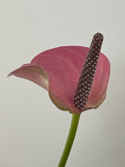A close-up, eye-level, indoor shot features a single pink anthurium flower against a plain white background. The flower's spathe is a vibrant pink with a slight sheen, exhibiting delicate veins and a few small water droplets. Emerging from the center of the spathe is a dark brown spadix, covered in tiny white speckles, resembling a beaded spike. A slender, bright green stem supports the bloom. There are no people or other objects visible in the frame. The image does not provide any information about its location in the city of Trieste, Italy.
