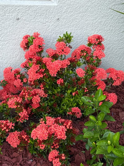 The image captures a close-up, overhead view of a vibrant flowering plant with clusters of small, coral-colored blossoms and dark green foliage. The plant is positioned next to a textured, light-colored wall and a bed of dark brown mulch. The blossoms are densely packed, creating a rich texture across the frame. Some of the flowers are in full bloom, while others appear to be budding. The leaves are glossy and provide a deep green contrast to the bright flowers. The mulch is coarse and uneven, suggesting an outdoor garden setting. Two small, circular fasteners are visible on the wall, hinting at something that was once attached to it, possibly a light fixture or a small sign. The lighting suggests it is daytime, with no harsh shadows, indicating diffused light, perhaps on an overcast day or in the shade. The overall impression is one of natural beauty and a well-maintained outdoor space. There is no visible text in the image. The location context of Parrish, United States, aligns with the typical climate and plant life that would be found in such a setting.