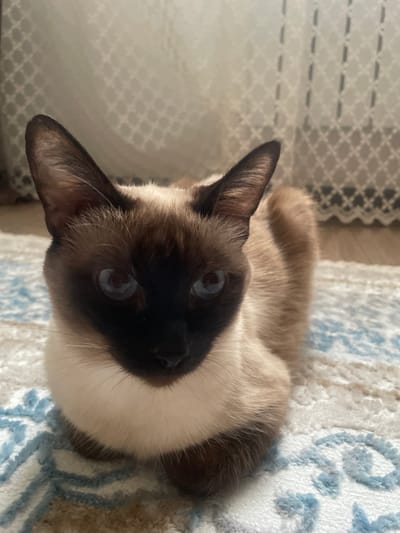 An indoor, eye-level, medium shot captures a Siamese cat resting on a patterned rug. The cat is facing the camera, with its body curled and tucked. Its fur is a mix of brown and cream, with distinctive dark brown markings on its face, ears, and paws. The cat's bright blue eyes are wide open, and its ears are perked up. Behind the cat, a blurred background consists of a sheer curtain with a diamond pattern and a wooden floor. The lighting appears to be natural, coming from a nearby window. The overall impression is of a calm and observant feline in a domestic setting.