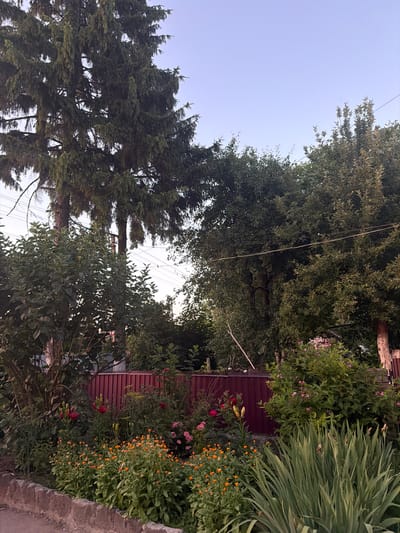 The image depicts a garden scene in the city of Novosilka, Ukraine. In the foreground, a low stone wall borders a flowerbed filled with vibrant orange marigolds and a few red lilies. Behind the flowers, a reddish-brown metal fence runs horizontally across the frame. Towering evergreen trees, possibly spruces, dominate the left side of the image, their branches creating a dense canopy. To the right, leafy deciduous trees form a lush backdrop, their foliage varying in shades of green. The sky above is a pale, clear blue, with power lines visible strung between trees and poles in the distance, suggesting the proximity of infrastructure to this natural setting. The overall impression is one of a well-tended private garden, showcasing a variety of plants and trees against a backdrop of everyday urban elements. There are no people or animals present in the image.
