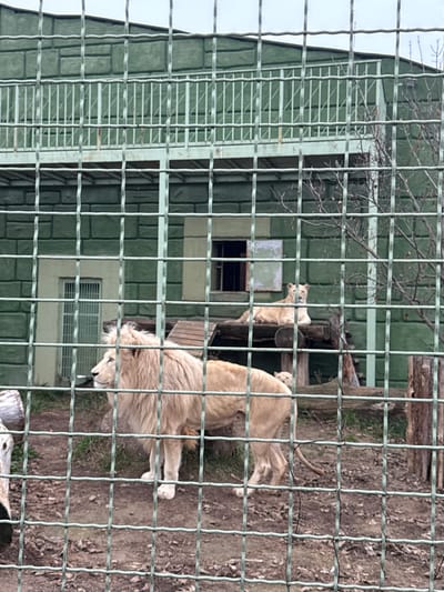 The image depicts an outdoor animal enclosure within the XII Months Zoo in Demydiv, Ukraine, viewed through a light green wire mesh fence. In the foreground, a large, adult white male lion with a prominent cream-colored mane stands on bare, damp earth, facing left in profile. Behind and to the right of the male lion, a smaller white lion cub is partially visible. Further back, on an elevated wooden platform constructed from horizontal planks and logs, a white adult female lion (lioness) lies down, facing forward towards the viewer. The background features a two-story structure with a textured, block-like green facade, resembling painted concrete or stucco. This building has at least one visible window with dark interior space and a barred door on the lower level. An elevated metal walkway with a railing is attached to the upper section of the building. Bare tree branches are visible to the right of the building, and a cut log rests in the lower-left foreground. The sky is overcast, providing diffuse lighting. No human figures are present.