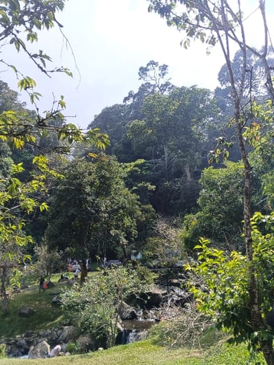 Lush greenery envelops a stream tumbling over rocks. People gather in a small grassy area, appearing to relax or picnic amidst the verdant setting. Dense forest covers the sloping terrain behind them, reaching towards a bright sky. The scene is framed by branches and trees on either side, creating a natural border to the idyllic landscape.