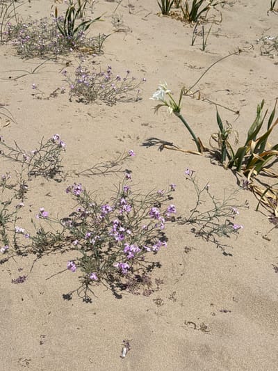 The image captures a close-up view of sandy terrain with sparse vegetation, likely a coastal area in Costa da Caparica, Portugal. The sand is a light beige color and appears somewhat dry, with subtle ripples and shadows cast by the plants.
In the foreground, a cluster of small, delicate purple flowers with thin green stems are growing close to the ground, creating a low mound of foliage. The stems are branched and spread out, with many tiny blossoms. To the right of these purple flowers, a single white flower with long, slender petals stands out against the sand. It has a thin stem and appears to be a sea daffodil. Behind these, larger clumps of grass-like green plants are visible, some with dried, brown leaves.
The overall scene is one of natural growth in a sandy environment. The lighting suggests it is daytime, with strong shadows indicating a sunny or bright day. There are no people or man-made objects visible in the immediate vicinity of the vegetation.