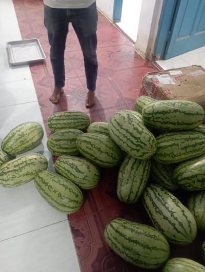 The image captures an indoor or covered area, likely in Dayahtuha, Indonesia, featuring a person and a large quantity of watermelons.
A person, visible from the waist down, stands barefoot on the left side of the frame, wearing dark blue jeans and a white shirt. They are positioned on a floor that comprises two distinct sections: one with reddish-brown patterned tiles and another with plain white tiles.
Numerous elongated, green watermelons with darker stripes are piled extensively across the right side of the frame, mostly on the patterned tiles but extending onto the white tiled area. These watermelons appear fresh, suggesting a recent harvest or delivery.
In the upper left corner, part of a blue door frame is visible, next to which rests a brown cardboard box. The box has red and white tape and some illegible labels, indicative of packaging for transport. Near the person's bare feet, on the white tiled floor, lies a silver or metallic rectangular tray.
The scene suggests an informal setting, perhaps a home or a storage area, where the watermelons are temporarily laid out. There is no specific activity overtly depicted other than the presence of the person and the watermelons. The lighting indicates it is daytime. No discernible emotions are conveyed. Text on the cardboard box is too blurry to be read clearly.