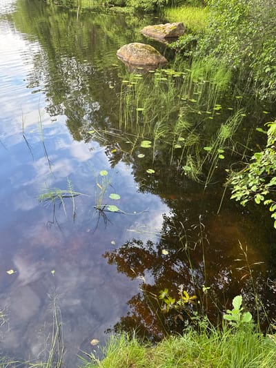 The image depicts a tranquil natural scene, likely a pond or slow-moving river, bordered by lush green vegetation. Two large, moss-covered rocks are partially submerged in the dark, reflective water. The water's surface is disturbed by ripples, creating distorted reflections of the surrounding trees, sky, and clouds. Several thin, reedy plants with feathery tops grow vertically from the water, interspersed with a few small, green lily pads. The shoreline on the right side of the image is densely covered with tall, green grass and some leafy plants. The overall impression is one of a serene, untouched natural environment. The image does not contain any people or specific identifiable landmarks that would suggest its location within the city of Красный Холм, Russia.