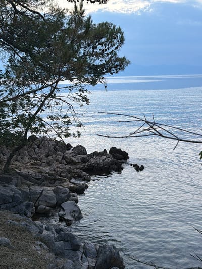 This is a vertical, medium-shot, eye-level, natural light photograph of a rocky coastline at Sveti Vid-Miholjice, Croatia. In the foreground, a dense, dark green pine tree with numerous pinecones occupies the upper left quadrant, its branches extending across the frame. The tree's trunk is partially visible on the far left, with dry, light brown grass and smaller rocks at its base.
Below the tree, a rugged, uneven rocky shore dominates the lower half of the image. The rocks are various shades of grey and brown, with some appearing smoother and others fractured. Water laps at the edges of these rocks, creating small ripples.
The middle ground features the calm, expansive blue sea, reflecting the muted blue and white of the sky above. The water's surface is textured with gentle waves, catching the light. In the distance, a hazy, indistinct landmass or mountain range is visible on the horizon, where the sea meets the sky. The sky is a soft, pale blue, with scattered white clouds, particularly towards the top of the frame. A thin, bare branch extends horizontally from the middle right of the image, partially obscuring the view of the sea and rocks. No people are present in the scene.