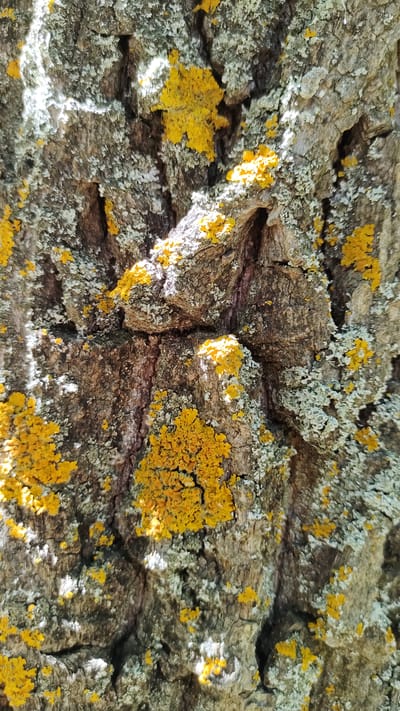 The image is a close-up, vertical shot of tree bark covered in patches of yellow and gray-green lichen. The bark has a rough, textured surface with deep crevices and ridges. Sunlight illuminates parts of the bark, creating bright highlights and casting shadows within the deeper textures. There are no people or any discernible man-made objects in the image. The location in Mikhaylovka, Russia, is not evident from the visual information provided in the photograph.