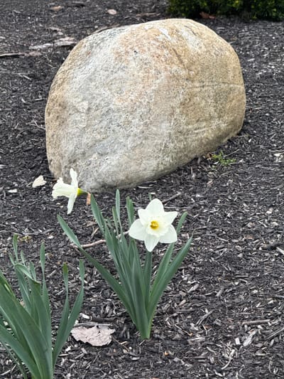 Observed in Grove City, Ohio, United States: A large, smooth, beige stone rests on dark mulch. Adjacent to the stone is a single daffodil plant with vibrant green leaves and two white blossoms, one fully open and one partially closed. A dry, light-colored leaf lies on the mulch near the plant.
