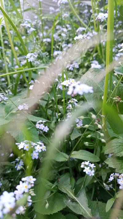 This image shows a field of small, light blue flowers with yellow centers interspersed with green grass and various green leaves. The plants appear to be growing densely together. A few strands of material, possibly spiderwebs or strands of fiber, are visible in the foreground, slightly obscuring the view. The scene appears to be outdoors in a natural environment. There is no evidence to confirm that this image was taken in the city of Юдино, Russia.