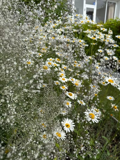 In Мичуринское, Russia, a close-up, low-angle shot captures a dense floral arrangement. The foreground is dominated by delicate white baby's breath flowers, creating a soft, hazy effect with their numerous tiny blossoms and thin stems. Interspersed and slightly further back are cheerful daisies with white petals and bright yellow centers, some of which have visible insects, such as a bee on one. The background is softly blurred, showing greenery and a portion of a modern building with large glass windows and white framing, suggesting a residential or commercial area. The lighting appears natural, possibly overcast or diffused, creating a gentle illumination of the flowers.