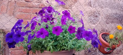 In a sunlit outdoor scene in Galapagar, Spain, a terracotta pot filled with vibrant purple petunias is prominently displayed. The pot is suspended in front of a textured wall constructed of rough-hewn stones and some brickwork, with a diamond-patterned wire mesh fence partially obscuring the wall. To the right of the petunias, another smaller terracotta pot holds two bright orange marigolds. The scene is brightly lit, with dappled sunlight casting shadows.