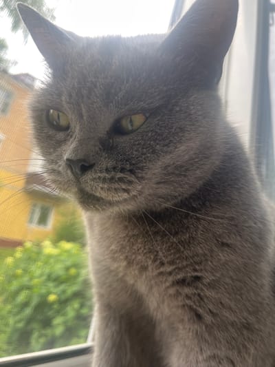 A close-up, eye-level, vertical shot captures a grey cat with yellow-green eyes looking down and to the left. The cat's fur is short and dense. Its whiskers are long and sparse. The cat is positioned in front of a window with a sheer curtain. Outside the window, a blurry yellow building with a white-trimmed window is visible, along with green foliage and more blurry buildings. The background is out of focus, suggesting the cat is the primary subject. The scene appears to be indoors, near a window, with an urban environment visible beyond. The image does not provide any information to determine the exact location in Belyye Berega, Russia.
