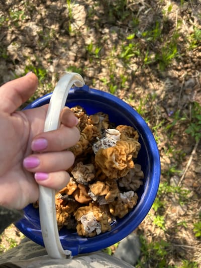 A blue bucket filled with brain mushrooms sits in a grassy forest clearing, held by a person with pink nail polish. The bucket's handle is white plastic. The surrounding environment consists of brown leaf litter, interspersed with patches of green vegetation. The photograph appears to have been taken outdoors in daylight.
