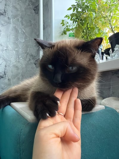 A Siamese cat with blue eyes and dark points is resting on a teal cushion next to a windowsill. A person's hand is extended towards the cat, with their fingers gently touching the cat's cheek. The cat's right paw is resting on the hand, with its claws extended slightly. The background includes a grey marble-patterned wall and a windowsill with plants and other objects, suggesting an indoor setting. The image does not contain information related to the city of Япрыково, Russia.