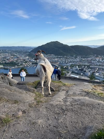 The image captures a mountain goat standing on a rocky overlook with a panoramic view of Bergen, Norway. The goat, a light-colored creature with curved horns and red markings around its eyes, faces away from the camera, looking towards the city. Several people are visible in the background. Two individuals stand to the left of the goat, and a group of three people are walking along a paved path to the right. The city of Bergen stretches out below, featuring a harbor with boats, numerous buildings, and green mountains in the distance under a clear blue sky with scattered clouds. The foreground consists of rough, grey rocks and dry grass.