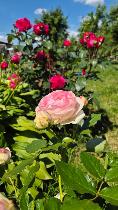 A close-up, low-angle shot captures a delicate pink and white rose in bloom, with a rosebud beside it, set against a blurred background of a garden. The rose is the central focus, its petals unfurling with subtle gradients of color. Behind it, several vibrant red roses are visible on a bush, their shapes softened by the shallow depth of field. The environment is lush and green, with large, leafy plants and grass. The sky above is a clear, bright blue with a few scattered white clouds. The lighting suggests a sunny day, casting soft shadows. The location is Цярэніцкі сельскі Савет, Belarus.