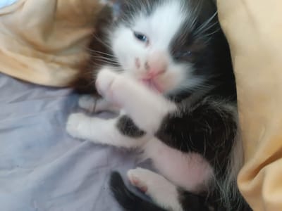 A black and white kitten is lying down, partially covered by a light-colored blanket and a cream-colored fabric. The kitten is looking towards the viewer with one eye slightly closed. Its front paw is raised and touching its face, near its mouth. The background consists of a grey, textured surface. The kitten appears to be grooming itself. The scene is indoors, with soft lighting. There is no information about the location in Hlobyne, Ukraine.