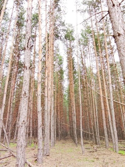 This media file presents a low-angle perspective looking upwards and into a dense pine forest in Елец-Маланино, Russia. The image is dominated by numerous tall, slender pine trees with straight trunks, which line what appears to be a narrow path or clearing receding into the distance. The tree trunks display varied textures and colors, ranging from light grey, rough bark to patches of reddish-brown. Many trees have small, dry branches protruding from their trunks, and green pine needles are visible higher up, forming a dense canopy against a bright, overcast sky. The ground layer is covered with a scattering of fallen pine needles, dry branches, and sparse patches of green undergrowth. The arrangement of the trees suggests a planted forest, with discernible rows creating strong leading lines that draw the viewer's eye deep into the forest. The lighting indicates an overcast day, providing soft, diffused light without harsh shadows. No people or specific activities are present, portraying a tranquil and expansive natural setting. There is no visible text in the image.