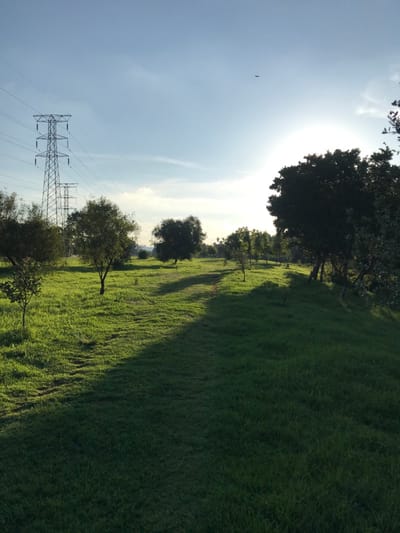 This image captures an open landscape scene under a bright sky, likely in Germiston, South Africa. The left side of the frame is dominated by a clear to partly cloudy pale blue sky, with a very bright, almost blown-out sunburst prominent in the upper-left corner. A small, dark bird is visible in flight against the sky in the mid-left.
The right side and lower portion of the image feature a vast, lush green grassy field. Numerous trees are scattered across the field, with a large, dark tree canopy silhouetted against the bright light in the upper-right. The strong, directional sunlight creates long, distinct shadows stretching across the grass from the trees towards the bottom-left of the frame, indicating either early morning or late afternoon.
A prominent man-made structure, a tall metal electricity transmission pylon with multiple wires, occupies the lower-left quadrant, extending upwards into the sky. The scene depicts a tranquil, expansive outdoor environment, blending natural elements with industrial infrastructure. There is no specific human activity taking place. No visible text is present.