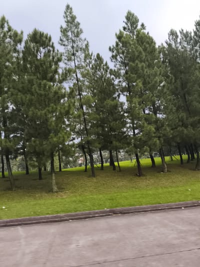 The image captures a serene landscape dominated by a dense row of tall conifer trees, likely pines, with lush green foliage. These trees are situated on a gently sloping hill covered in neatly maintained, vibrant green grass. The ground beneath the trees also features this manicured lawn. In the foreground, a grey paved road, possibly asphalt or concrete, runs horizontally with a distinct curb separating it from the grassy area. A slight motion blur is discernible, particularly in the trees' leaves and the road, suggesting the photograph was taken from a moving vehicle.
The sky above the tree line is a uniform, light grey, indicating overcast weather conditions. No direct sunlight is visible, suggesting diffuse daylight without strong shadows. There are no people present in the scene, and no specific activity or event is taking place, presenting a quiet, natural environment. The setting appears to be a park, a well-landscaped roadside, or a similar managed natural space in Babakan Madang, Indonesia. There is no visible text in the image.