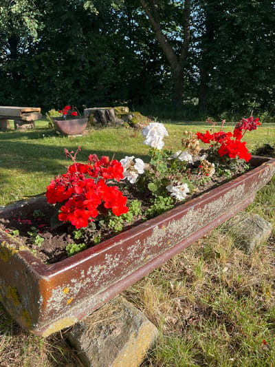 A weathered, reddish-brown planter box filled with red and white geraniums sits on a grassy lawn in Momberg, Germany. The planter box is rectangular and appears to be made of metal or concrete, with moss and lichen growing on its exterior. The geraniums are in various stages of bloom, with some bright red flowers and some wilted white ones. In the background, a large tree with dense green foliage can be seen, along with a tree stump and a rustic wooden bench. The overall scene suggests a well-maintained outdoor space, possibly a garden or a park.