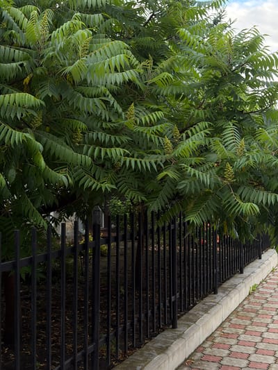 This is a medium shot, eye-level photograph taken outdoors in Chermen, Russia. The scene is dominated by a large, leafy tree with pinnately compound leaves and clusters of greenish, cone-shaped flower heads. The tree occupies the upper two-thirds of the frame. In the foreground, a black metal fence runs horizontally across the image, separating the tree from a paved walkway. The walkway is constructed of interlocking pavers in a red and tan pattern and is bordered by a concrete curb. Beyond the fence, the ground is covered with dark soil and scattered leaves. The overall impression is one of an urban street scene with abundant greenery.