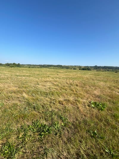 An outdoor, full shot captures a bright, clear blue sky dominating the upper half of the frame. Below the sky, a vast, undulating field of dry, golden-yellow grass stretches across the landscape. The grass is mostly flattened, with some patches of greener, fresher growth visible near the bottom foreground. In the distance, a line of dense, dark green trees forms a natural horizon, with gentle hills visible beyond them. The overall scene depicts a rural, sun-drenched meadow under a cloudless sky. The location is identified as Staraya Chigla, Russia.