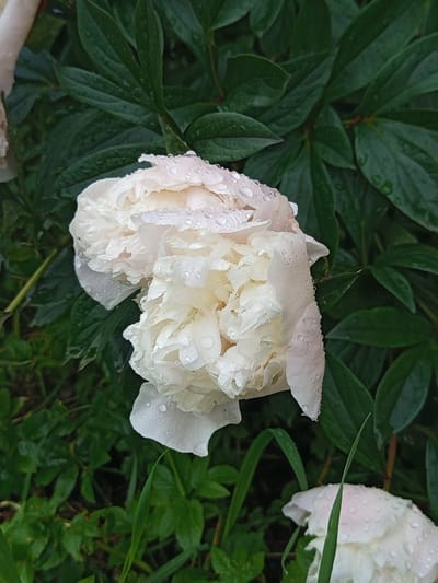 A close-up, vertical, eye-level shot captures a cluster of white peonies covered in raindrops, set against a backdrop of dark green foliage. The peonies, with their numerous ruffled petals, are the primary subjects. The water droplets are prominent on the petals, creating a glistening effect. In the lower right corner, a portion of another white peony, also speckled with raindrops, is visible. The background consists of dense, dark green leaves and some blades of grass. The scene is situated in Gdov, Russia.