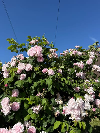 The image shows a profusion of light pink and white roses with green foliage against a clear blue sky. The roses appear to be climbing, potentially on a structure like a wall or fence. Two parallel wires run diagonally across the lower left portion of the sky. The location is West Oxfordshire, United Kingdom, as indicated by the presence of roses, a common feature in English gardens.