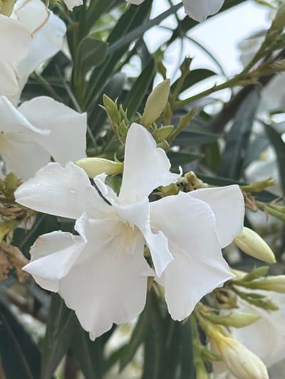 A close-up photograph shows a cluster of white oleander flowers in bloom, with several closed buds also visible. The flowers are characterized by delicate petals and a complex arrangement. Linear green leaves and branches are also present. The image was taken outdoors, and the specific location in Chianchitta, Italy is not discernable from the provided details. There are no people, specific actions, or interactions depicted in the scene.
