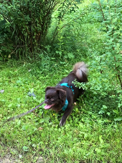 A small, dark brown dog with a fluffy tail is walking on a leash through a patch of grass and foliage. The dog is wearing a bright blue harness with white polka dots. The leash, which appears to be purple, extends from the dog's harness to the left of the frame. The dog's tongue is hanging out, and it is looking to the right. The background consists of lush green bushes and tall grass, suggesting an outdoor environment. The scene is likely located in a park or natural area within the city of Krasnaya Presnya, Russia, given the presence of dense vegetation.