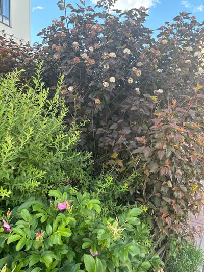 The image shows a lush green garden with several types of plants and flowers. In the foreground, there are vibrant pink flowers, possibly roses, interspersed with dark green, leathery leaves. To the left of the pink flowers, a lighter green plant with delicate, elongated leaves creates a softer texture. Dominating the upper and central portions of the image is a bush with dark, reddish-purple foliage, some of which has lighter green or yellowish edges. This bush also has clusters of small, white and dried brown flowers. Behind this bush, a section of a light-colored building with a window is visible, along with a bright blue sky with a few wispy clouds. The overall impression is a thriving garden on a sunny day, with a variety of textures and colors creating a lively and natural scene. The lighting suggests it is daytime, likely late morning or afternoon. There is no visible text in the image.
