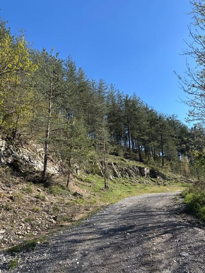 The image shows a gravel road on a steep, rocky hillside, likely in the outskirts of Srednogortsi, Bulgaria, based on landscape features. Evergreen trees grow along the hillside, casting shadows on the road. The sky is clear and blue. No people or animals are visible.