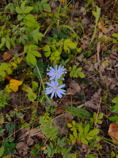 In the city of Doibani 1, Moldova, two delicate light blue flowers bloom amidst a natural, wild setting. The flowers, likely chicory due to their ray florets, are positioned centrally in the frame, with one slightly above and to the left of the other. They are surrounded by a variety of green foliage, including the characteristic serrated leaves of chicory and other small, low-lying plants. The ground is covered with dry leaves, twigs, and sparse blades of grass, suggesting an uncultivated area. The lighting appears natural, likely from overhead, casting soft shadows and highlighting the textures of the plants and the ground. There are no people or man-made objects visible in the image. The scene captures a moment of natural beauty within a common, unmanicured outdoor environment.