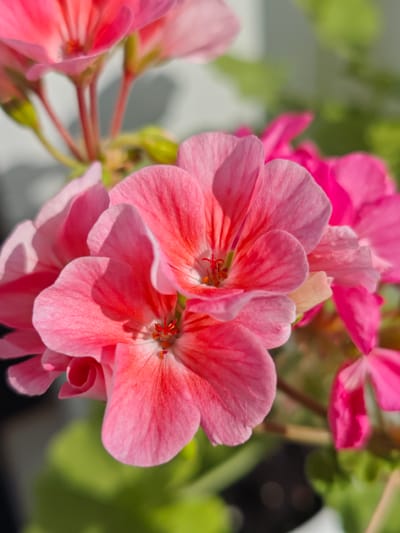 This is a close-up, vertical shot of vibrant pink geranium flowers, likely taken outdoors in sunlight, as indicated by the bright lighting and distinct shadows. The focus is on the delicate petals and the intricate stamens of the flowers, with a shallow depth of field blurring the background into soft greens and whites, suggesting a garden or potted plant setting. The colors range from a deep coral pink in the center of the blooms to lighter pinks on the outer edges of the petals, with some darker, almost red veining visible. The buds and stems are also partially visible, adding to the impression of a healthy, blooming plant. The overall mood is one of natural beauty and serenity. There is no visible text in the image. The location is identified as Zaklinye, Russia.