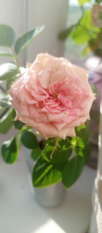 A close-up, vertical shot focuses on a pale pink rose in full bloom, its petals layered and ruffled. The rose is positioned slightly off-center to the right, with its head tilted downwards. Lush green leaves surround the base of the flower, some of which are sharply in focus, while others are softly blurred. The rose is contained within a silver-colored pot, which is partially visible at the bottom left of the frame. The background is out of focus, appearing as a softly lit, neutral-toned area, suggesting an indoor setting with natural light entering from the right, casting subtle shadows and highlights on the scene. There is no visible indication of Khusainovo, Russia, or any specific urban or natural features. The image captures a still life of a single, delicate flower.
