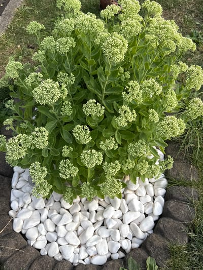 This is a top-down, medium shot image taken in Sadovoe, Moldova, featuring a large cluster of Sedum telephium plants, commonly known as Stonecrop, in the process of blooming. The plants have thick, succulent green leaves and are adorned with numerous small, pale green, tightly packed flower buds clustered at the tops of their stems. The flowers have not yet fully opened, giving them a rounded, frothy appearance. The plants are situated in a raised flower bed, the base of which is lined with dark, rough-textured stones that form a border. Inside this stone border, the ground is covered with a thick layer of smooth, white pebbles, upon which the Sedum plants are growing. The background consists of green grass and some indistinct foliage, suggesting an outdoor, garden setting. No people or animals are visible in the image.