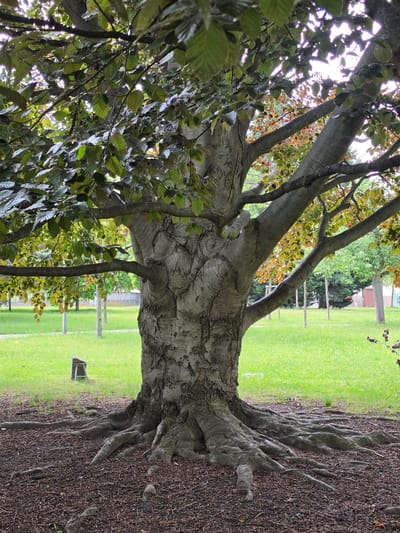 This image, taken in Mladá Boleslav, Czechia, depicts a large, mature deciduous tree dominating the foreground and midground of a park-like setting. The tree features a substantial, greyish-brown trunk with deeply fissured and gnarled bark, particularly pronounced at its widening base. Numerous thick, gnarled roots visibly protrude from the base, sprawling across the ground surface. The ground immediately surrounding the tree's roots is covered in a dark, reddish-brown layer of organic mulch or leaf litter. Above the trunk, several robust branches extend upwards and outwards, supporting a dense canopy. The foliage consists of ovate leaves, a mix of vibrant green and distinct clusters of reddish-bronze, suggesting a copper beech (Fagus sylvatica 'Purpurea') or similar cultivar. Bright patches of sky are visible through gaps in the dense canopy, indicating daylight. Beyond the mulched area, a wide expanse of neatly mown, bright green grass extends into the background. In the mid-left background, on the grass, a small, A-frame structure or marker, possibly a low bench, is visible. Further in the background, several thinner trees with green foliage are scattered, and faint structures resembling a fence or distant buildings can be discerned. No human or animal subjects are present; the scene is static.